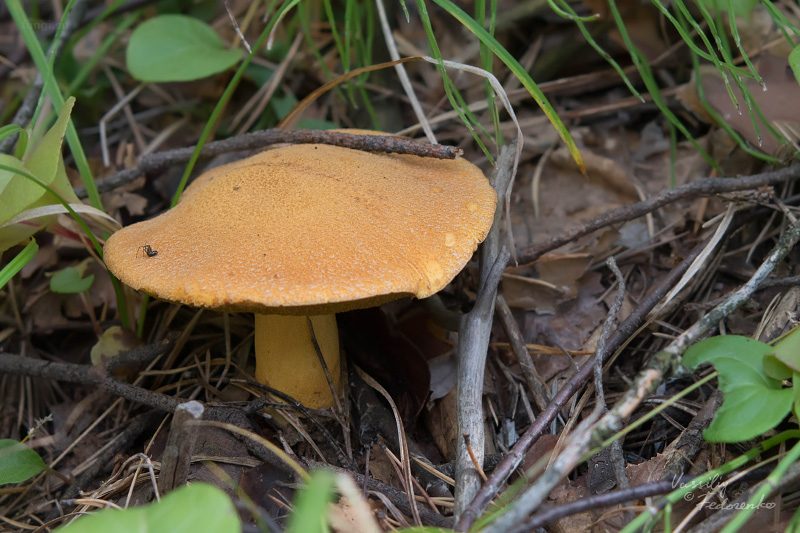 suillus-variegatus_01.jpg