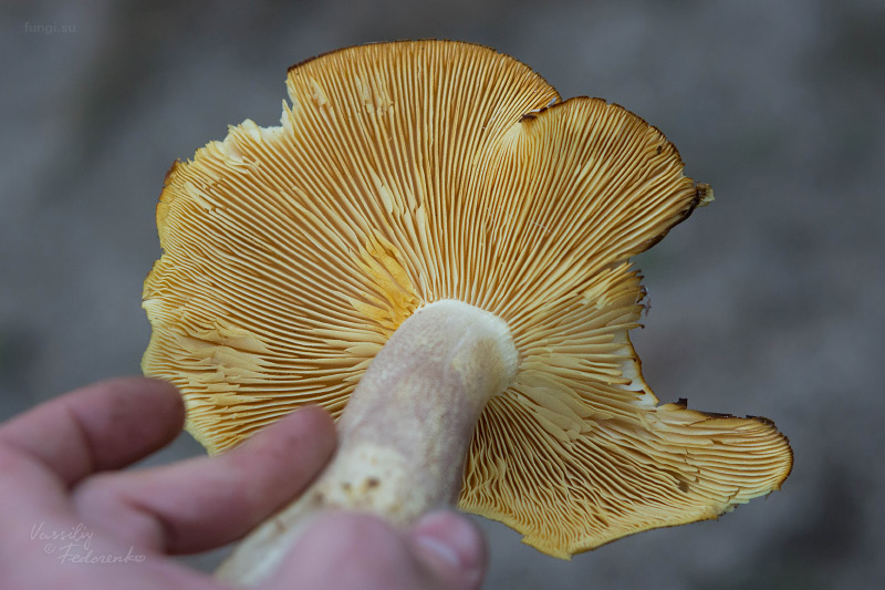 tricholomopsis_04.jpg