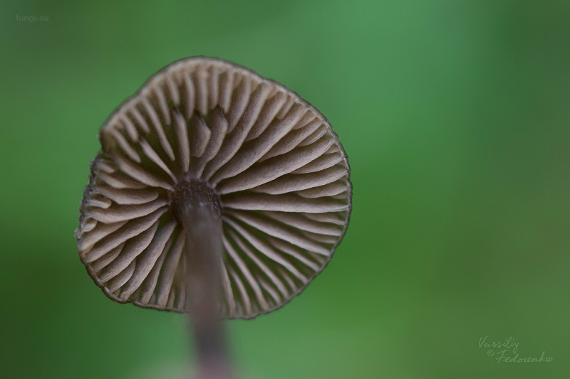 entoloma_03.jpg