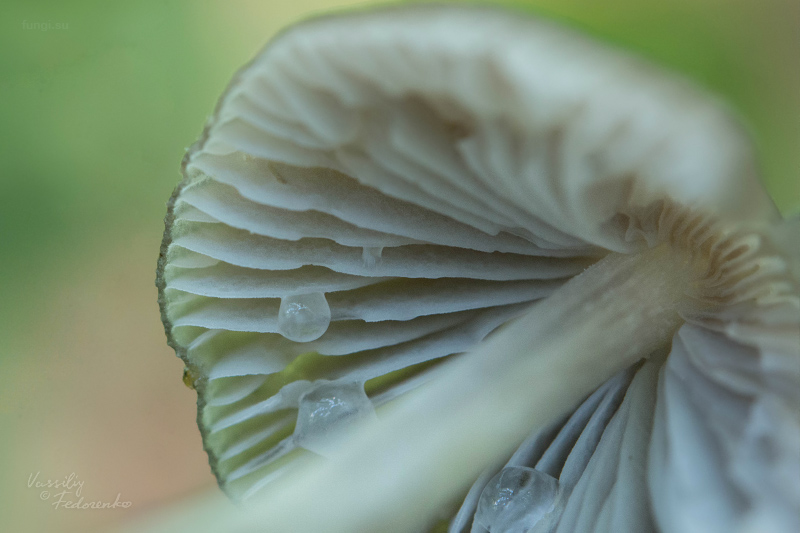 mycena_05.jpg