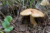 cortinarius-triumphans_02_t1_1.jpg