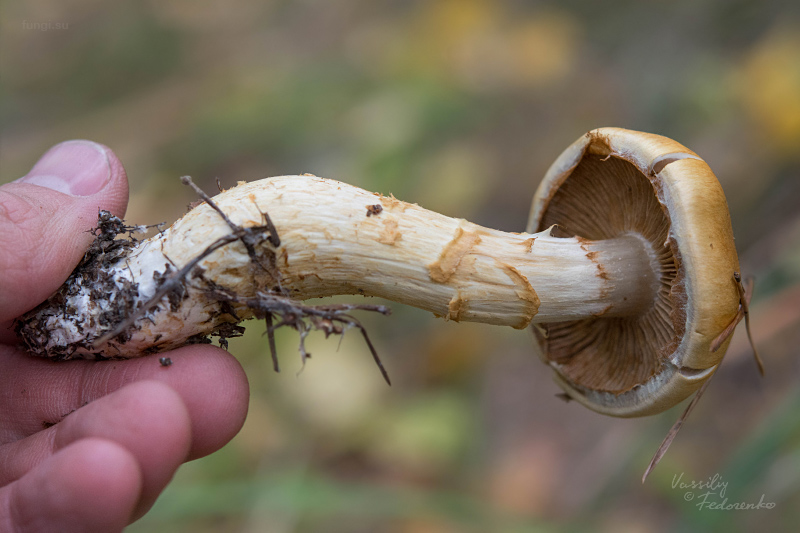 cortinarius-triumphans_05.jpg
