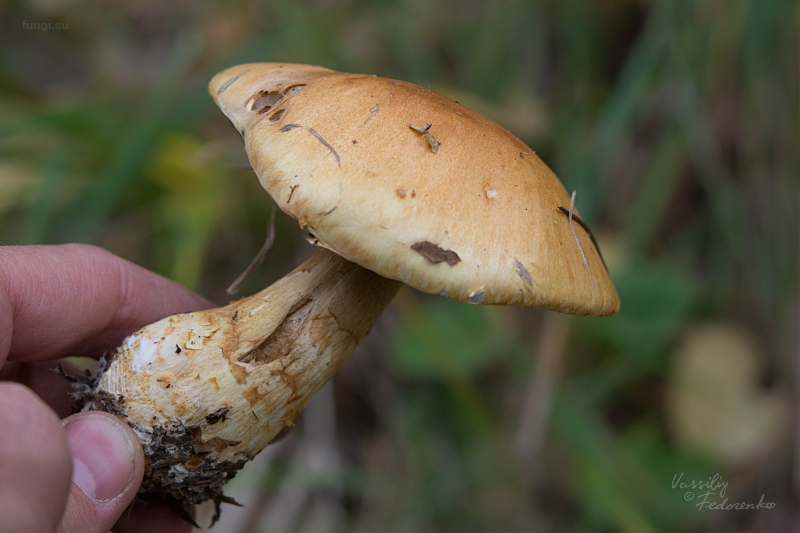 cortinarius-triumphans_06.jpg