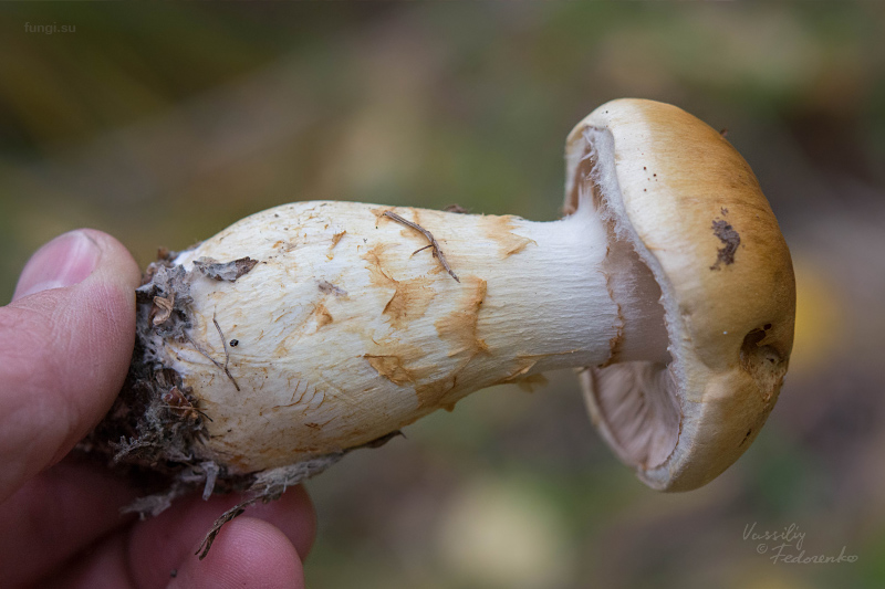 cortinarius-triumphans_08.jpg