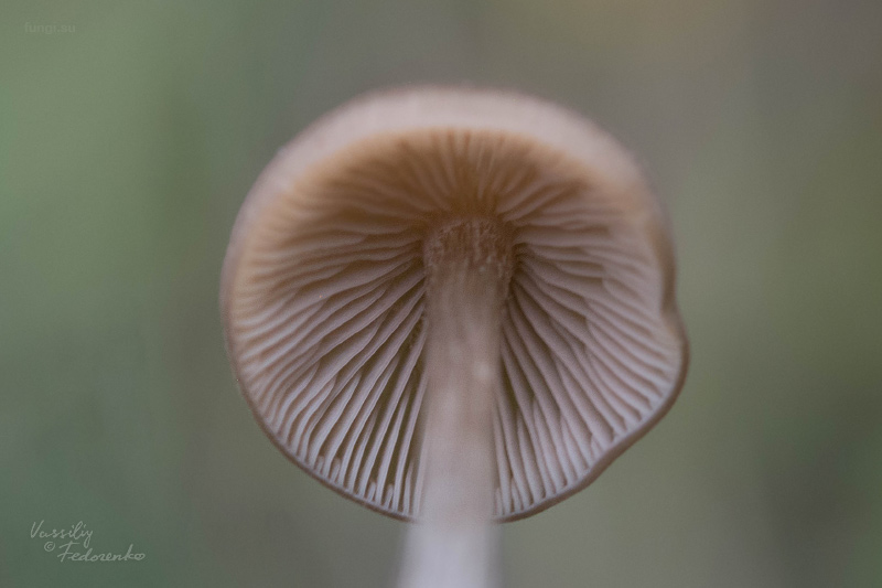 entoloma_12.jpg