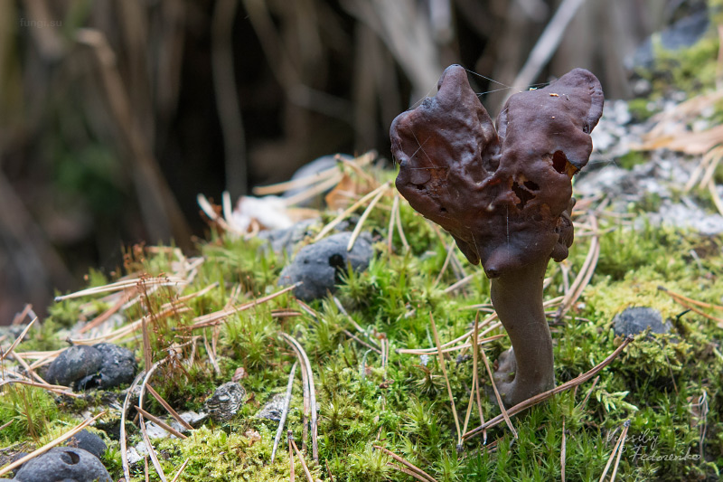 gyromitra_01.jpg