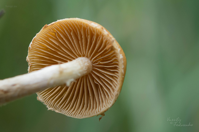 hypholoma_07.jpg