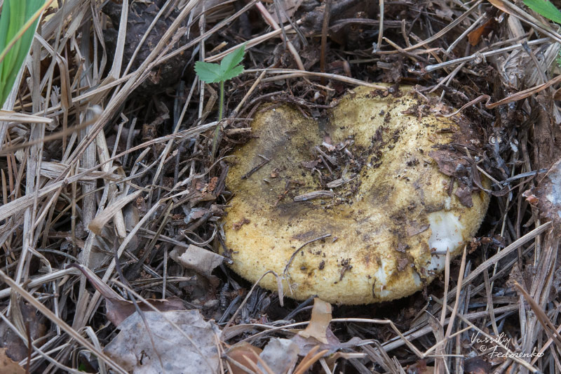 lactarius_01.jpg