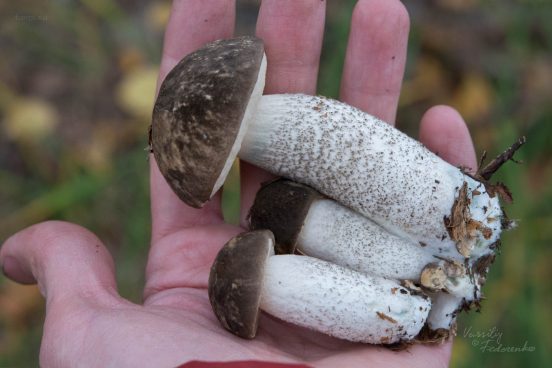 leccinum-02.jpg