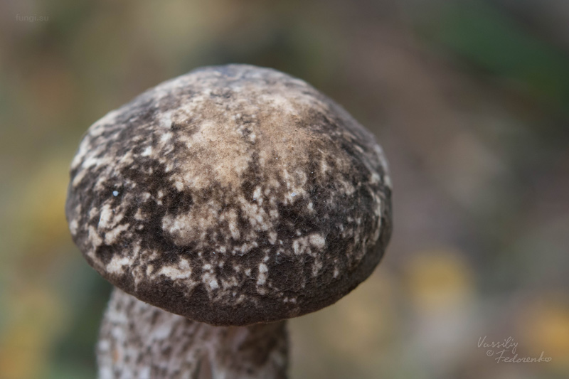 leccinum-03.jpg