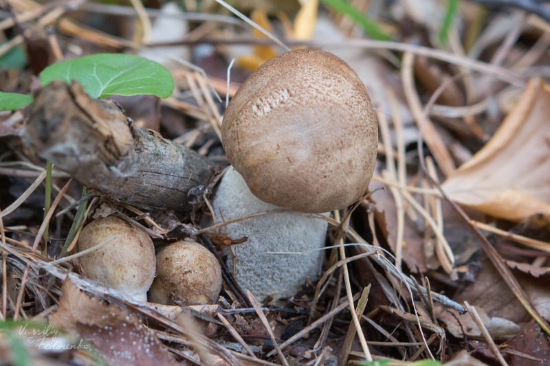 leccinum-duriusculum_01.jpg