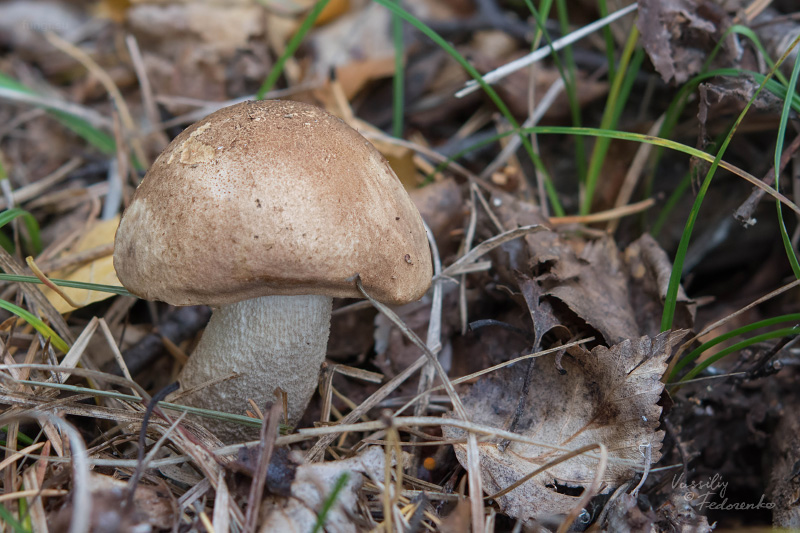 leccinum-duriusculum_01_1.jpg