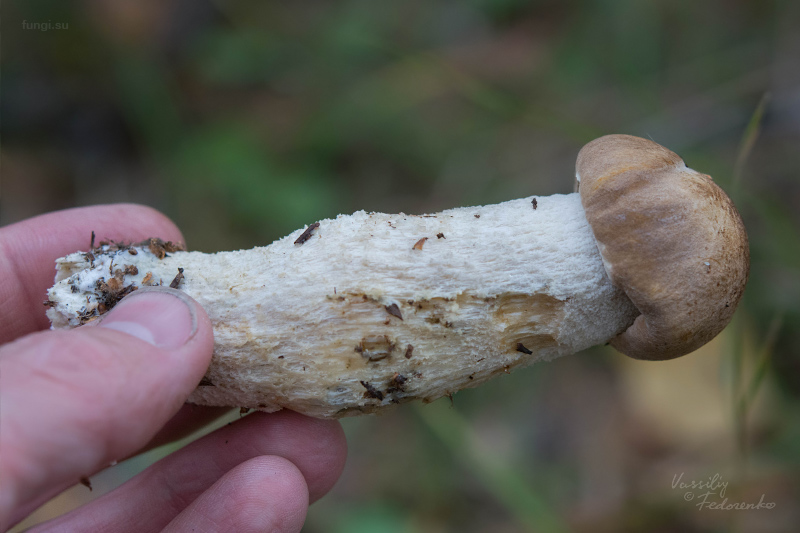 leccinum-duriusculum_02.jpg