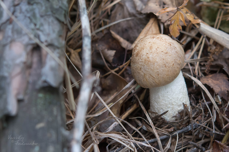 leccinum-duriusculum_05.jpg