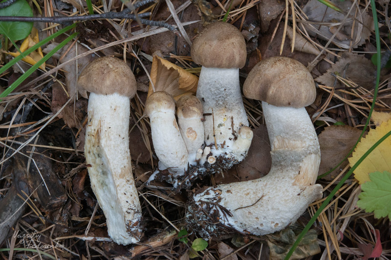 leccinum-duriusculum_06.jpg