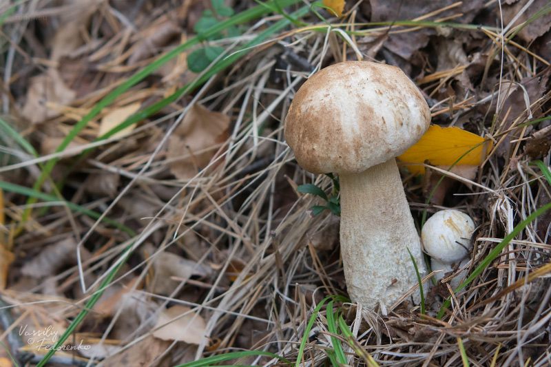leccinum-duriusculum_07.jpg