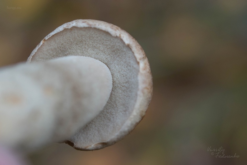 leccinum-duriusculum_08_1.jpg