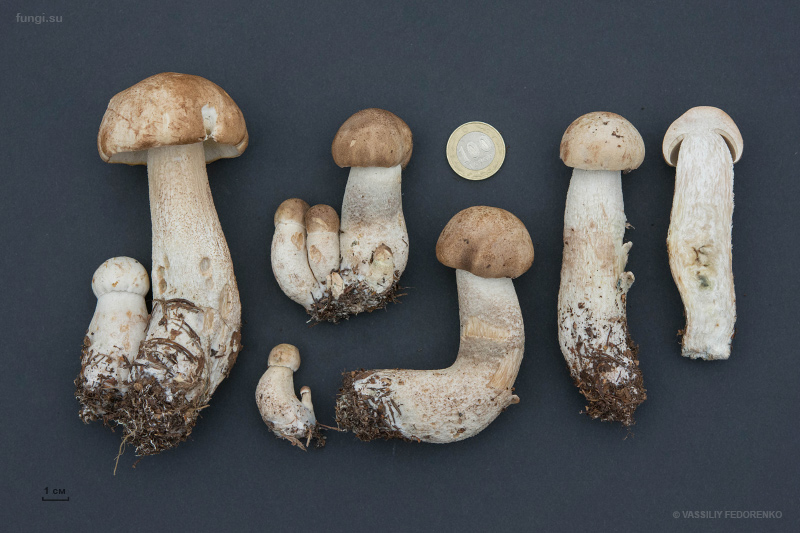 leccinum-duriusculum_09.jpg