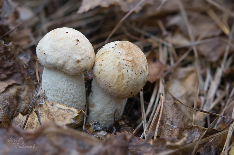 leccinum-duriusculum_09_1.jpg