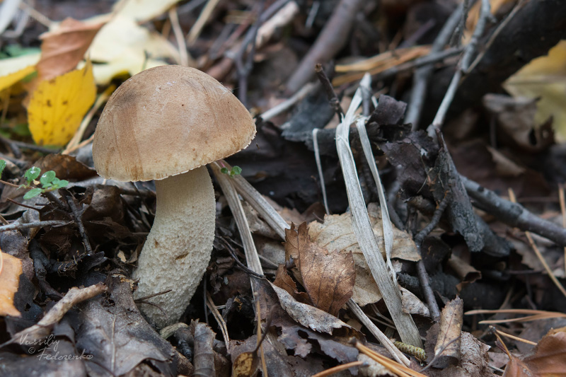 leccinum-duriusculum_11.jpg
