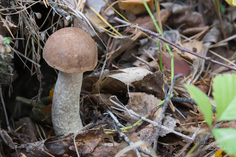 leccinum-duriusculum_15.jpg