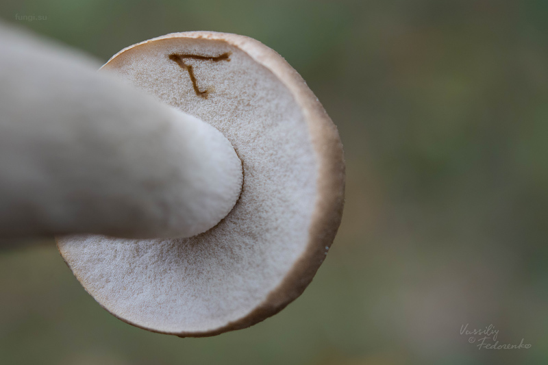 leccinum-duriusculum_17.jpg
