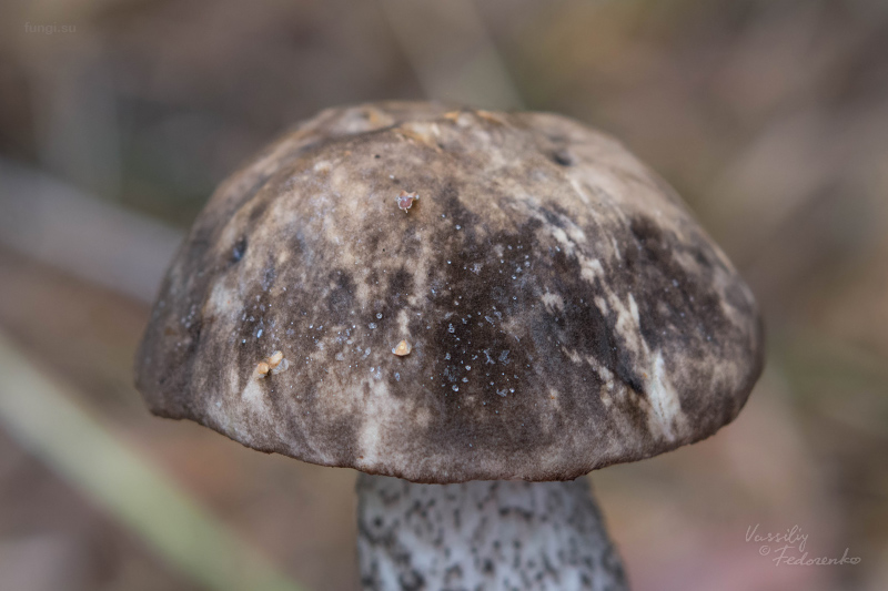 leccinum_05.jpg