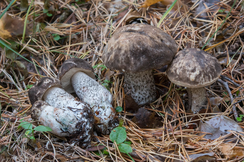leccinum_08.jpg