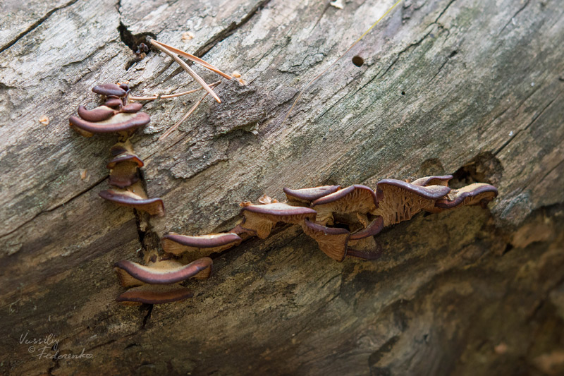 lentinellus_01.jpg