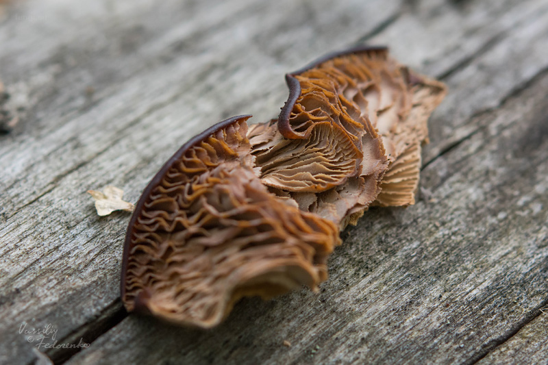 lentinellus_02.jpg