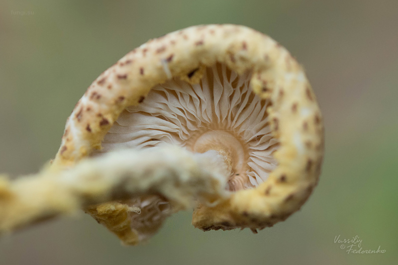 lepiota_02.jpg