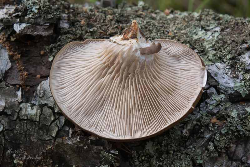 pleurotus_02.jpg