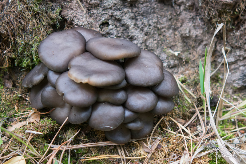 pleurotus_03.jpg