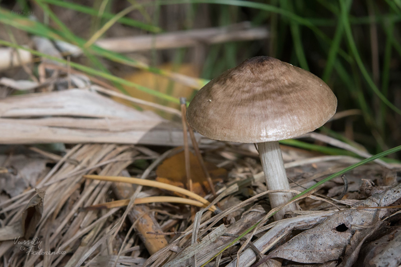 pluteus_01.jpg