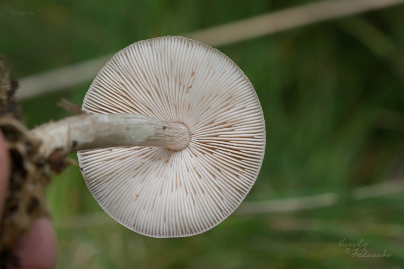 pluteus_02.jpg