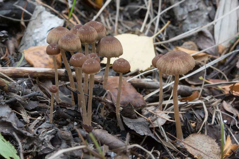 psathyrella_01.jpg