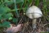 agaricus_01_t1.jpg