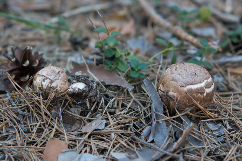 agaricus_02.jpg