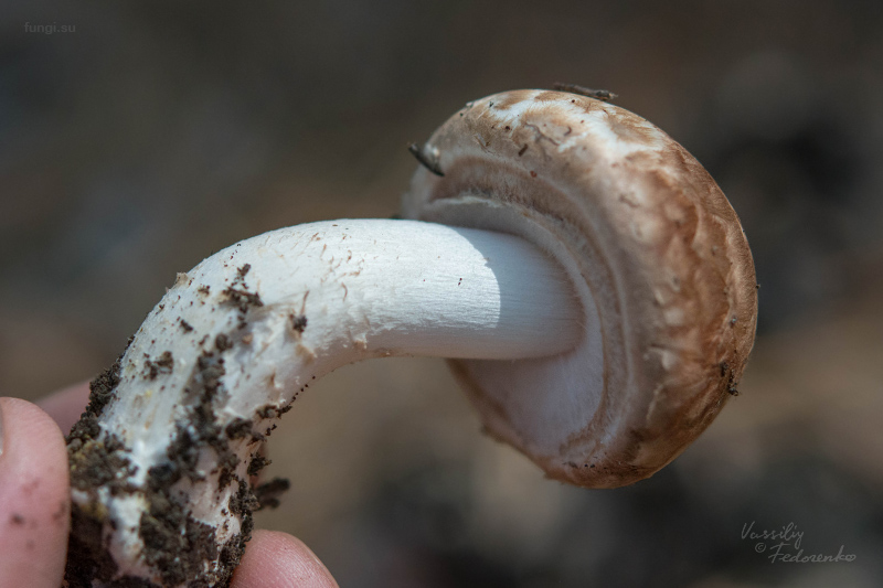 agaricus_05.jpg
