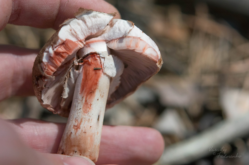 agaricus_06.jpg