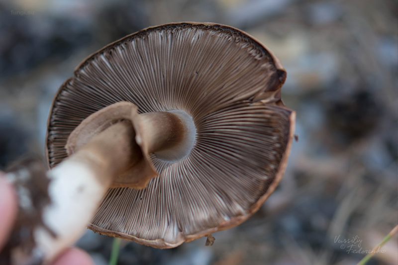 agaricus_07.jpg