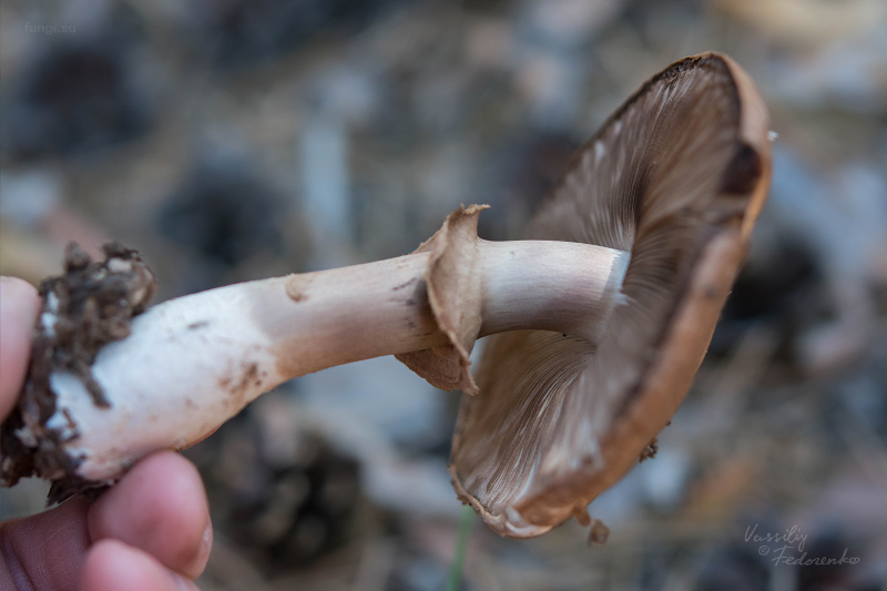 agaricus_08.jpg