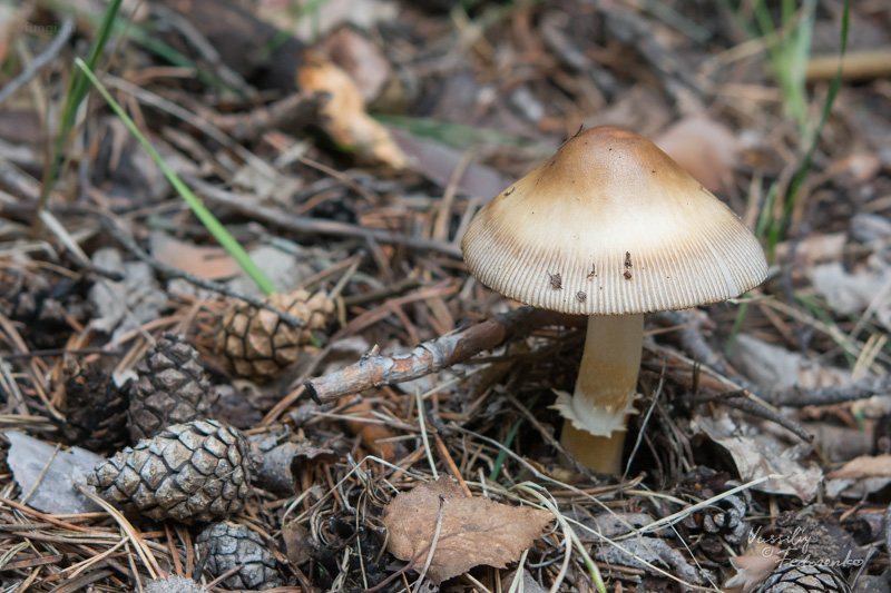 amanita-battarrae_01.jpg