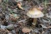 amanita-battarrae_01_t1.jpg