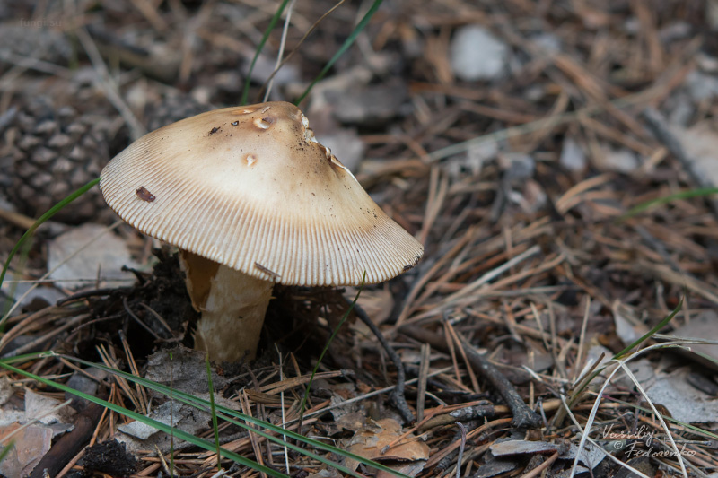 amanita-battarrae_02.jpg