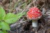 amanita-muscaria_01_t1_2.jpg