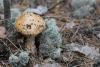 amanita-pantherina_01_t1.jpg