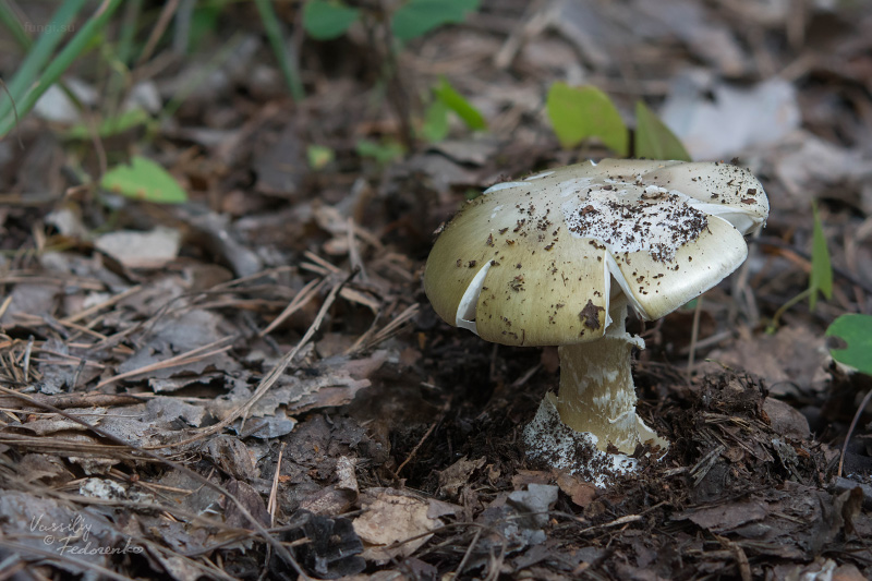 amanita-phalloides_01.jpg