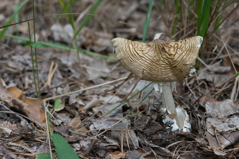 amanita-phalloides_02.jpg