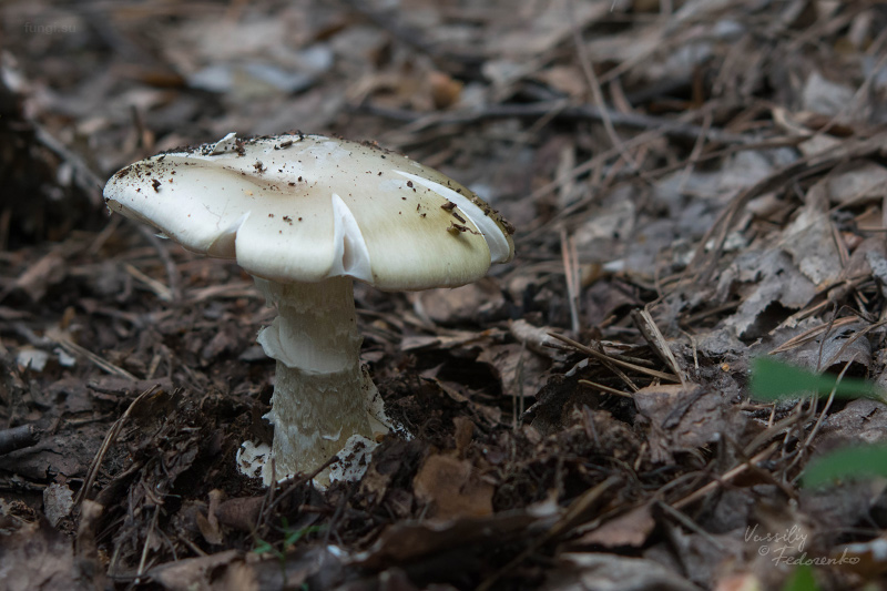 amanita-phalloides_03.jpg